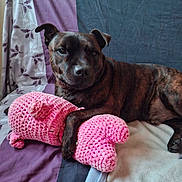 Obiwan participe au concours pour gagner de l'argent avec cette photo : dog, brindle_dog, pet, canine, animal, portrait, lying_down, indoors, bed, blanket, plush_toy, pink_toy, stuffed_animal, curtains, bedroom, brindle_coat, floppy_ears, black_nose, relaxed, cozy