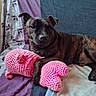 dog, brindle_dog, pet, canine, animal, portrait, lying_down, indoors, bed, blanket, plush_toy, pink_toy, stuffed_animal, curtains, bedroom, brindle_coat, floppy_ears, black_nose, relaxed, cozy