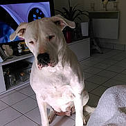 Dusty participe au concours pour gagner de l'argent avec cette photo : dog, white_dog, indoor, tile_floor, sitting, sunlight, plant, television, furniture, home_decor, pet, animal, ears, black_spots, nose, paw, shadow, relaxing, quiet, living_room