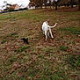 Dusty participe au concours pour gagner de l'argent avec cette photo : dog, dogs, grass, field, autumn, leaves, trees, cloudy_sky, outdoor, nature, white_dog, black_dog, pets, walking, rural, houses, small_dog, large_dog, canine, scenery