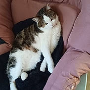 Vanille participe au concours pour gagner de l'argent avec cette photo : cat, tabby, white_fur, pet, lounging, blanket, chair, pink, relaxed, indoor, cozy, fur, animal, cute, domestic, comfortable, resting, feline, soft, household