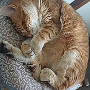 Tixie participe au concours pour gagner de l'argent avec cette photo : cat, orange_tabby, sleeping, curled_up, feline, cushion, patterned, chair, wooden, cozy, pet, domestic_animal, whiskers, paw, fur, indoor, relaxed, resting, cute, animal