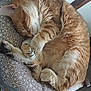 cat, orange_tabby, sleeping, curled_up, feline, cushion, patterned, chair, wooden, cozy, pet, domestic_animal, whiskers, paw, fur, indoor, relaxed, resting, cute, animal