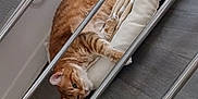 Tixie a rejoint le concours — aidez-le/la à gagner de superbes lots ! cat, orange_tabby, pet_bed, indoor, relaxed, lounging, metal_bars, floor, furniture, cozy, curious, cushion, striped_cat, domestic_cat, resting, household, animal, fur, whiskers, ears