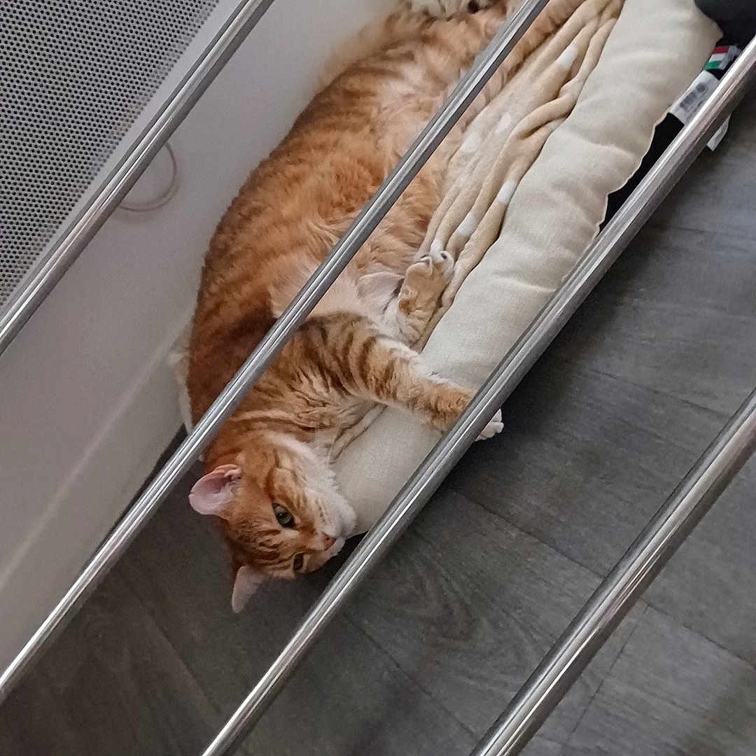Tixie a rejoint le concours — aidez-le/la à gagner de superbes lots ! animal, cat, cozy, curious, cushion, domestic_cat, ears, floor, fur, furniture, household, indoor, lounging, metal_bars, orange_tabby, pet_bed, relaxed, resting, striped_cat, whiskers