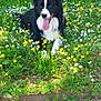 Lucky a rejoint le concours — aidez-le/la à gagner de superbes lots ! animal, canine, collie, daisy, dog, field, flower, grass, grassland, herbal, herbs, nature, outdoors, pet, petal, plant, puppy, soil, tree, vegetation