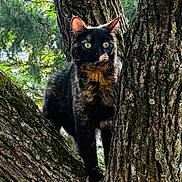 Indy joined the competition — help win amazing prizes! cat, tortoiseshell_cat, tree, tree_bark, branch, outdoor, nature, greenery, sunlight, animal, pet, feline, wildlife, alert, fur, ears, eyes, mammal, wood, forest