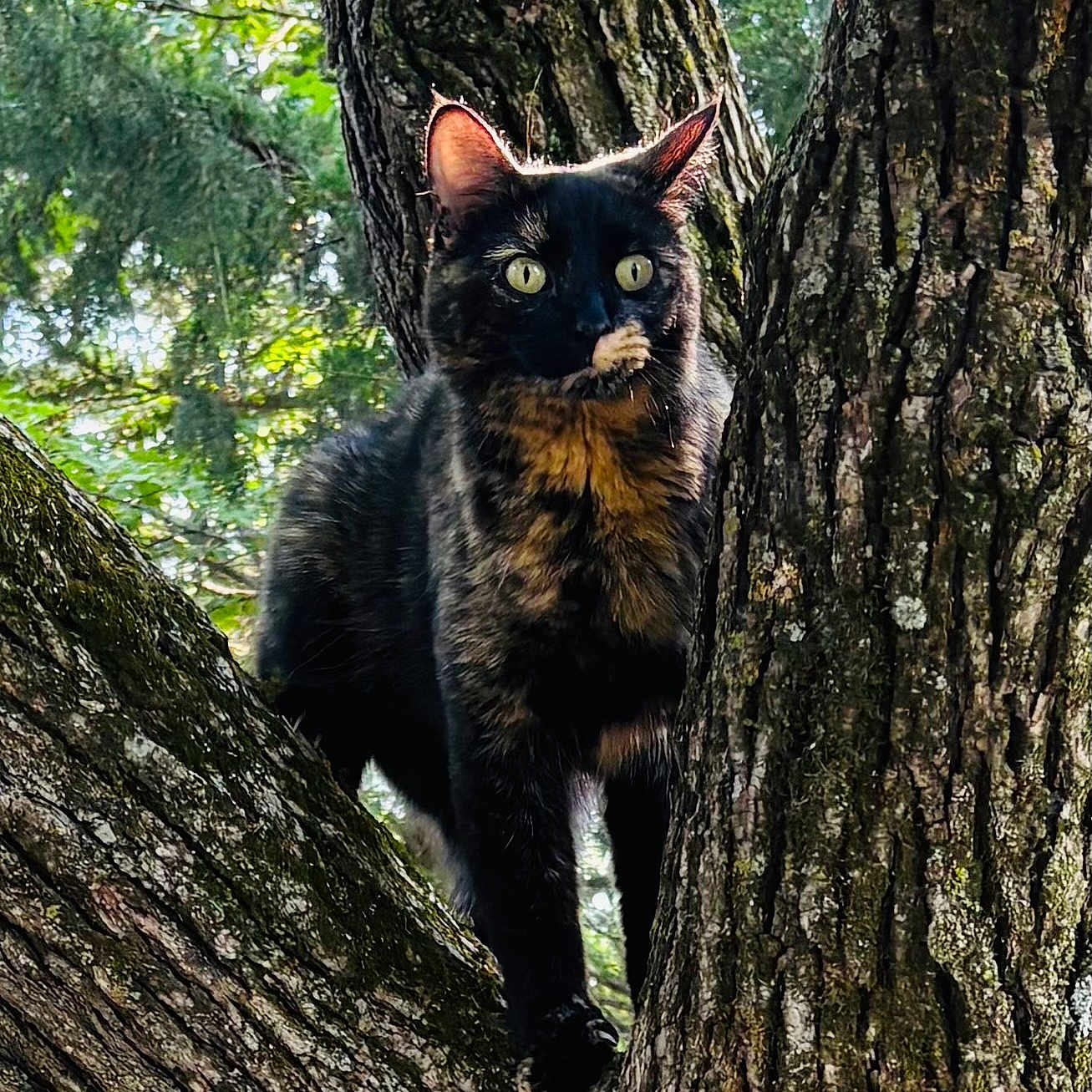 Indy joined the competition — help win amazing prizes! cat, tortoiseshell_cat, tree, tree_bark, branch, outdoor, nature, greenery, sunlight, animal, pet, feline, wildlife, alert, fur, ears, eyes, mammal, wood, forest