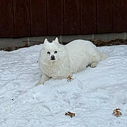 Lewi joined the competition — help win amazing prizes! dog, white_dog, snow, outdoor, winter, animal, pet, fence, leaves, laying, fluffy, cold, nature, mammal, fur, canine, quiet, relaxing, daytime, background