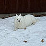 dog, white_dog, snow, outdoor, winter, animal, pet, fence, leaves, laying, fluffy, cold, nature, mammal, fur, canine, quiet, relaxing, daytime, background