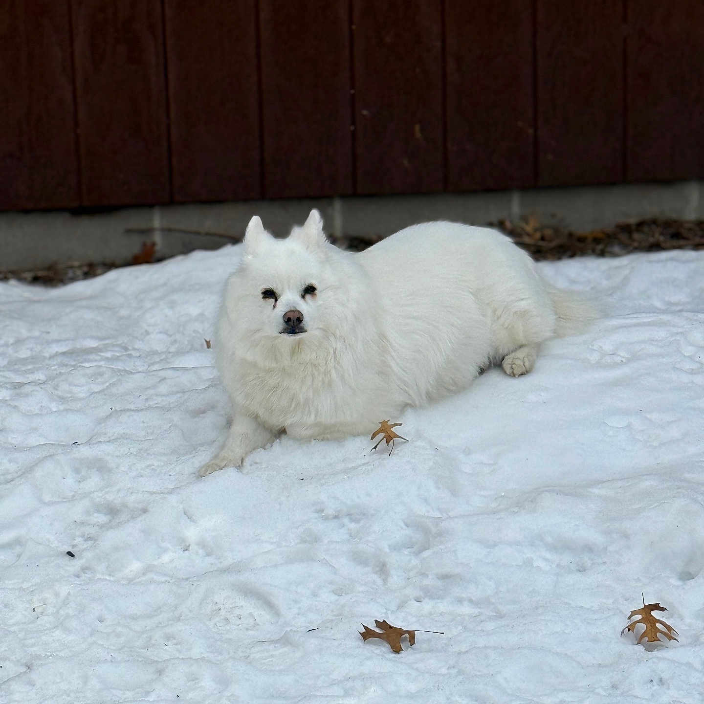 Lewi