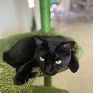 Bruce joined the competition — help win amazing prizes! black_cat, cat, feline, pet, cat_tree, green, indoor, animal, fur, whiskers, claws, yellow_eyes, relaxed, lounging, close_up, domestic_cat, cute, mammal, house_pet, resting