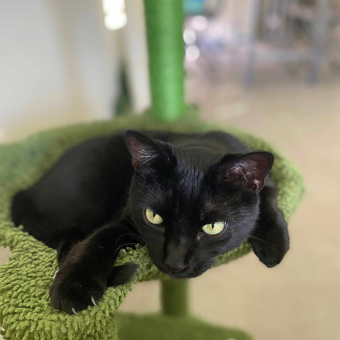Bruce joined the competition — help win amazing prizes! animal, black_cat, cat, cat_tree, claws, close_up, cute, domestic_cat, feline, fur, green, house_pet, indoor, lounging, mammal, pet, relaxed, resting, whiskers, yellow_eyes