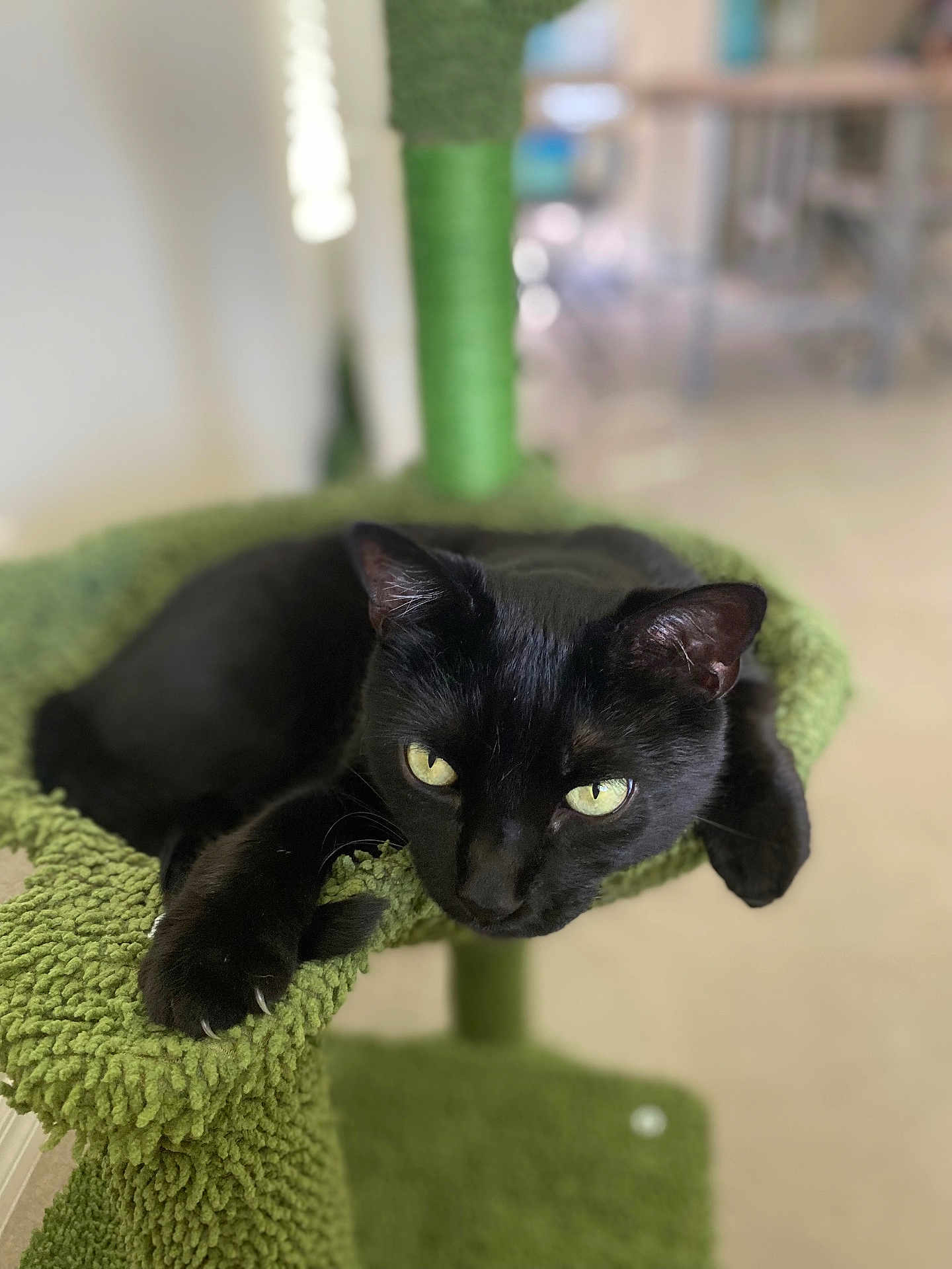 Bruce joined the competition — help win amazing prizes! black_cat, cat, feline, pet, cat_tree, green, indoor, animal, fur, whiskers, claws, yellow_eyes, relaxed, lounging, close_up, domestic_cat, cute, mammal, house_pet, resting