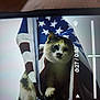 american_flag, animal, cat, closeup, couch, curious_expression, fabric_background, flag, home_interior, indoor, paw, pet, phone_screen, pole, portrait, screen_reflection, smartphone, stars, stripes, video_overlay