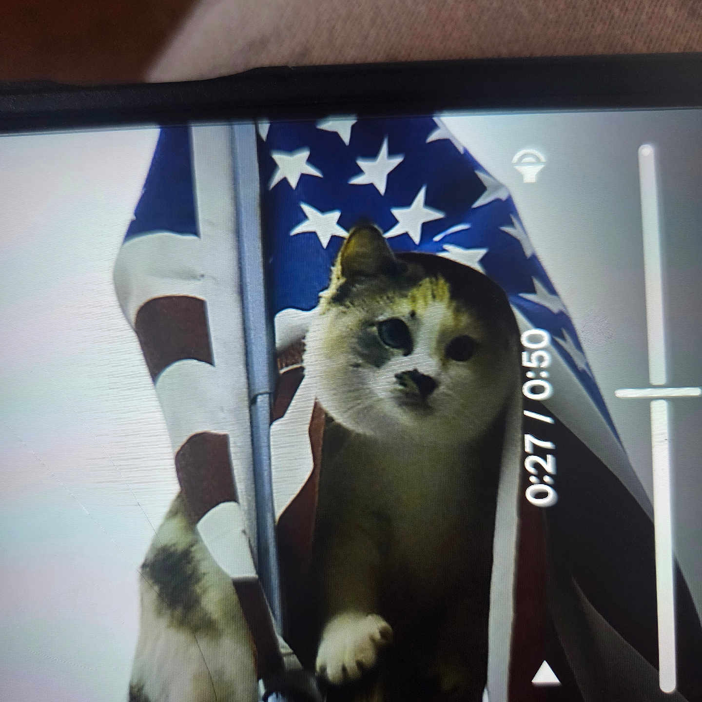 Perky is registered to the contest to win money with this photo: american_flag, animal, cat, closeup, couch, curious_expression, fabric_background, flag, home_interior, indoor, paw, pet, phone_screen, pole, portrait, screen_reflection, smartphone, stars, stripes, video_overlay