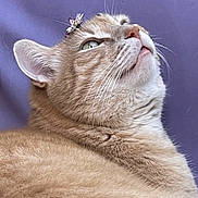 Maloo a rejoint le concours — aidez-le/la à gagner de superbes lots ! abyssinian, accessories, angora, animal, bodypart, cat, collar, egyptiancat, face, head, kitten, manx, mouth, person, pet, siamese, sleeping, snout