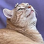 abyssinian, accessories, angora, animal, bodypart, cat, collar, egyptiancat, face, head, kitten, manx, mouth, person, pet, siamese, sleeping, snout