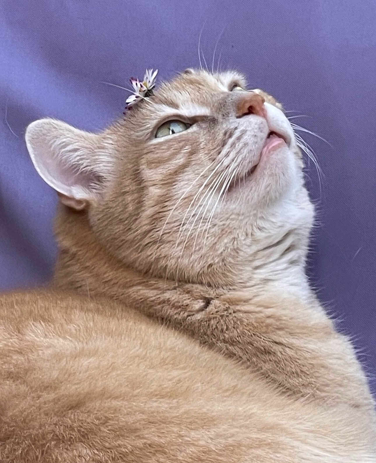 Maloo a rejoint le concours — aidez-le/la à gagner de superbes lots ! abyssinian, accessories, angora, animal, bodypart, cat, collar, egyptiancat, face, head, kitten, manx, mouth, person, pet, siamese, sleeping, snout