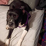 Chi Chi is registered to the contest to win money with this photo: animal, bed, bedding, bedroom, black_and_white, brown_eyes, cute, dark_coat, dog, front_view, harness, home, indoors, lying_down, pet, portrait, purple_harness, relaxed, short_hair, white_paws