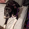 animal, bed, bedding, bedroom, black_and_white, brown_eyes, cute, dark_coat, dog, front_view, harness, home, indoors, lying_down, pet, portrait, purple_harness, relaxed, short_hair, white_paws
