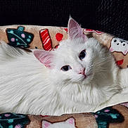 Freya joined the competition — help win amazing prizes! white_cat, cat, pet_bed, indoor, feline, holiday_pattern, resting, cute, fluffy, domestic_animal, animal, cozy, bed, looking_at_camera, soft_fur, relaxed, colorful, comfortable, closeup, cute_pet