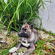 Breya a rejoint le concours — aidez-le/la à gagner de superbes lots ! dog, puppy, blue_eye, heterochromia, grass, plants, stones, outdoor, nature, fur, collar, pet, animal, resting, looking_away, white_wall, greenery, ears, paw, young_dog