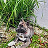 dog, puppy, blue_eye, heterochromia, grass, plants, stones, outdoor, nature, fur, collar, pet, animal, resting, looking_away, white_wall, greenery, ears, paw, young_dog