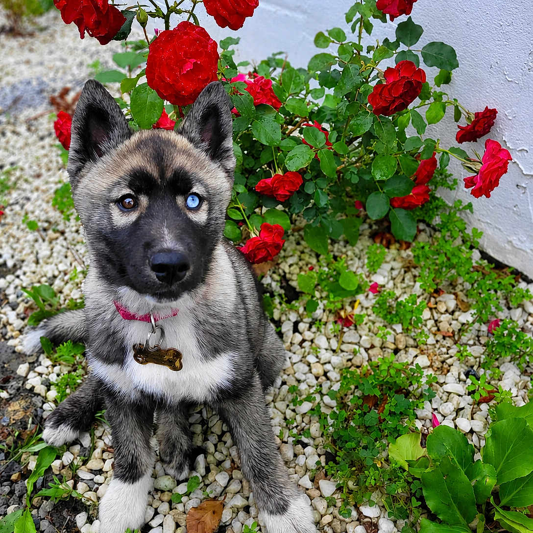 Breya participe au concours pour gagner de l'argent avec cette photo : puppy, dog, heterochromia, rose_bush, red_roses, green_leaves, white_pebbles, collar, dog_tag, outdoor, garden, curious, sitting, pet, animal, cute, fluffy, nature, plant, flower
