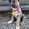 Breya a rejoint le concours — aidez-le/la à gagner de superbes lots ! puppy, dog, blue_eyes, pink_collar, name_tag, outdoor, pebbles, sitting, closeup, cute, pet, animal, fur, young, portrait, curious, background_blur, shiny, small, alert