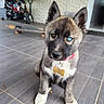 puppy, dog, heterochromia, blue_eye, brown_eye, collar, tag, floor, tile, skateboard, motorcycle, indoor, pet, animal, cute, sitting, ears, fur, young, attentive