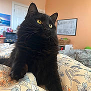 Maggie is registered to the contest to win money with this photo: animal, basket, bedroom, black_cat, blanket, cat, cozy, domestic_cat, floral_pattern, fur, furniture, home, indoor, orange_wall, painting, pet, relaxing, soft_light, whiskers, yellow_eyes