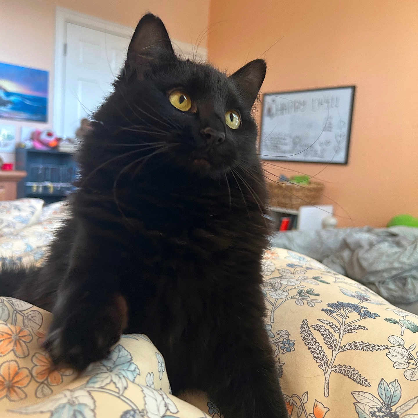 Maggie is registered to the contest to win money with this photo: animal, basket, bedroom, black_cat, blanket, cat, cozy, domestic_cat, floral_pattern, fur, furniture, home, indoor, orange_wall, painting, pet, relaxing, soft_light, whiskers, yellow_eyes