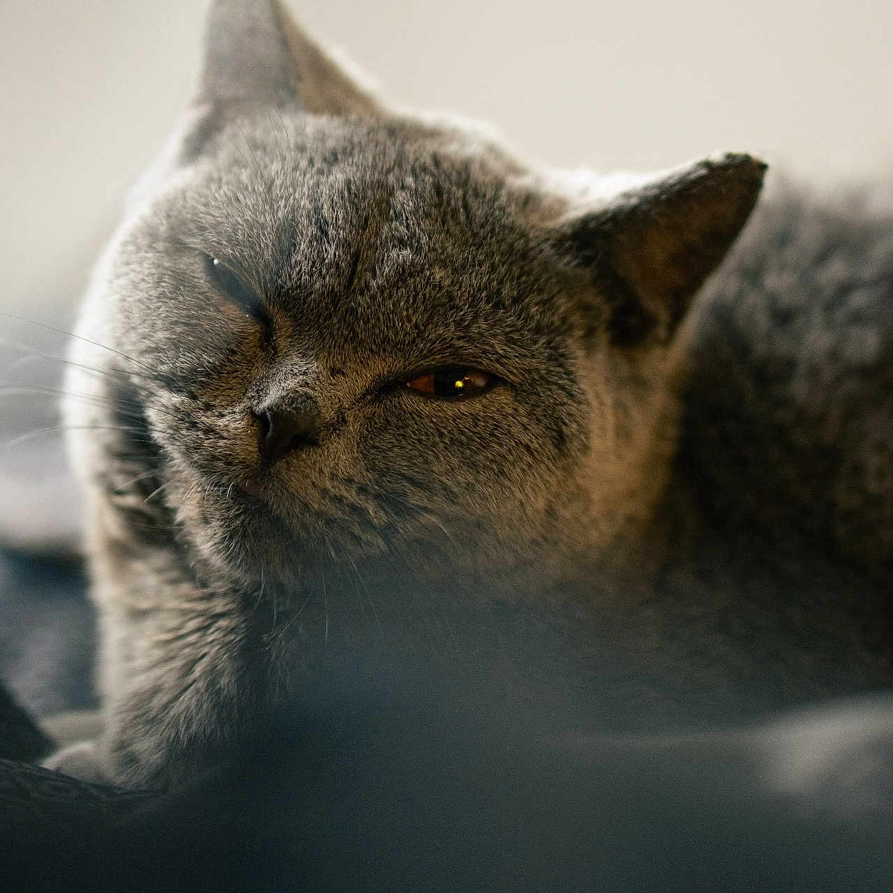 Milo joined the competition — help win amazing prizes! animal, blurred_background, cat, close_up, cozy, cute, domestic_cat, feline, fur, furry, gray_cat, indoor, mammal, pet, portrait, relaxed, resting, sleepy, soft_light, whiskers