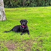 Bella is registered to the contest to win money with this photo: animal, backyard, black_dog, collar, dog, garden, grass, greenery, lawn, lying_down, nature, outdoors, park, pet, pink_collar, portrait, relaxed, sitting, tag, trees