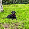 animal, backyard, black_dog, collar, dog, garden, grass, greenery, lawn, lying_down, nature, outdoors, park, pet, pink_collar, portrait, relaxed, sitting, tag, trees