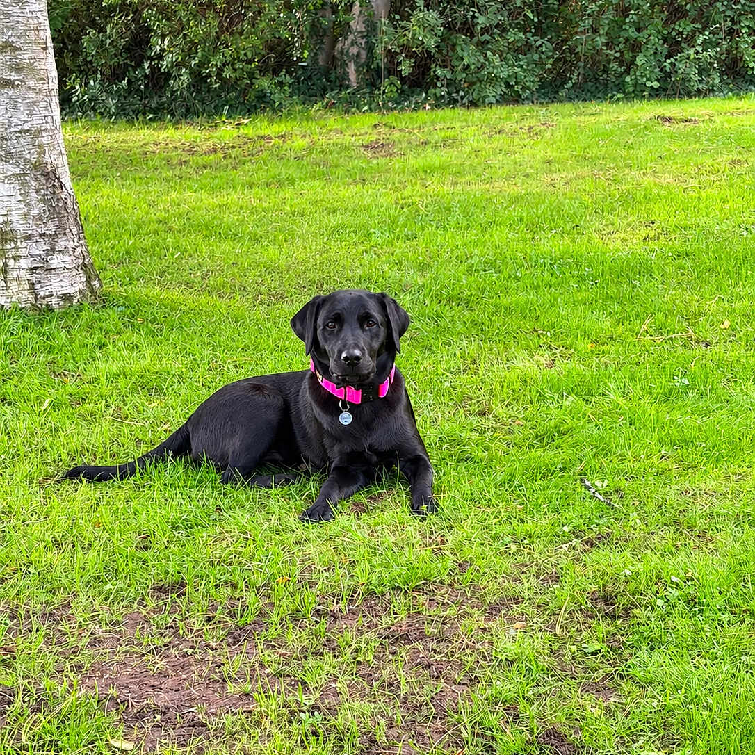 Bella