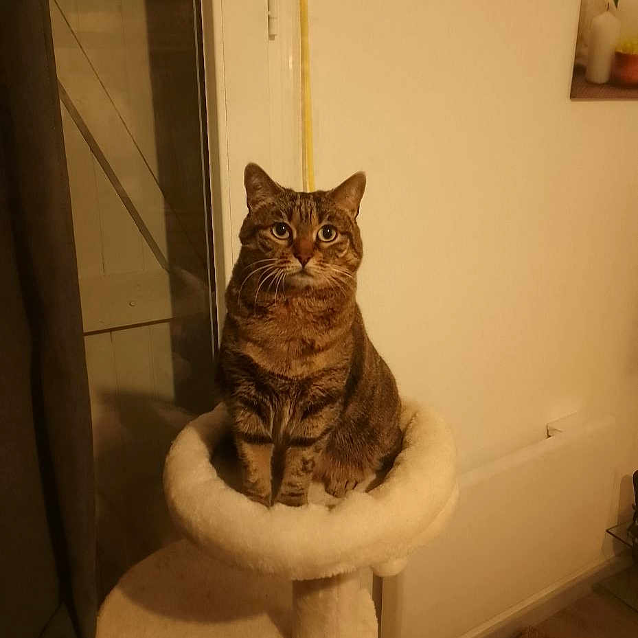Noisette a rejoint le concours — aidez-le/la à gagner de superbes lots ! angora, animal, bathroom, cat, chair, egyptiancat, furniture, hardwood, indoors, interiordesign, kitten, manx, pet, plant, pottedplant, room, sink, window, windowsill, wood