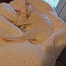 Plume participe au concours pour gagner de l'argent avec cette photo : cat, kitten, white_cat, sleeping, curled_up, fluffy, fur, pet, animal, cozy, blanket, soft, indoors, window, daylight, relaxed, peaceful, cute, nap, home_decor