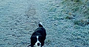 Rox a rejoint le concours — aidez-le/la à gagner de superbes lots ! animal, black_and_white, cold, daytime, dog, field, frost, frosty_grass, grass, houses, leash, morning, nature, outdoor, path, pet, rural, sky, trees, walking