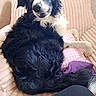 Rox participe au concours pour gagner de l'argent avec cette photo : animal, black_and_white, border_collie, companion, couch, cozy, curious, dog, fur, home, indoor, pet, pillow, pink, purple, relaxed, resting, seated, side_view, soft_texture
