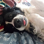 Rox participe au concours pour gagner de l'argent avec cette photo : adorable, animal, bed, black_and_white, blanket, close_up, companion, cozy, cute, dog, friendly, fur, indoor, lying_down, pet, playful, relaxed, resting, soft, tongue_out