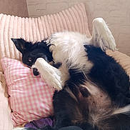 Rox participe au concours pour gagner de l'argent avec cette photo : animal, black_and_white, checkered_pillow, comfort, couch, cozy, cute, dog, domestic, fluffy, fur, home, indoor, lying_down, paw, pet, pink_pillow, relaxed, resting, upside_down