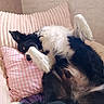 animal, black_and_white, checkered_pillow, comfort, couch, cozy, cute, dog, domestic, fluffy, fur, home, indoor, lying_down, paw, pet, pink_pillow, relaxed, resting, upside_down
