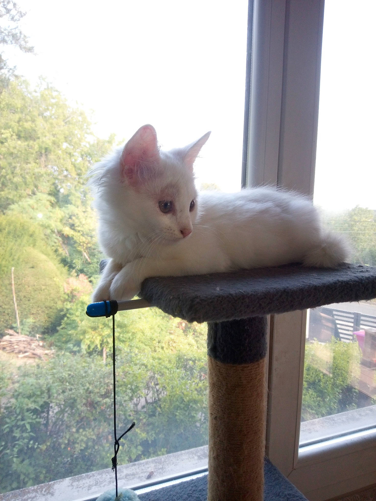 Bianca a rejoint le concours — aidez-le/la à gagner de superbes lots ! carnivore, cat, eye, fawn, felidae, fur, grass, paw, plant, shade, sitting, sky, small_to_medium_sized_cats, snout, tail, terrestrial_animal, tree, whiskers, window, wood