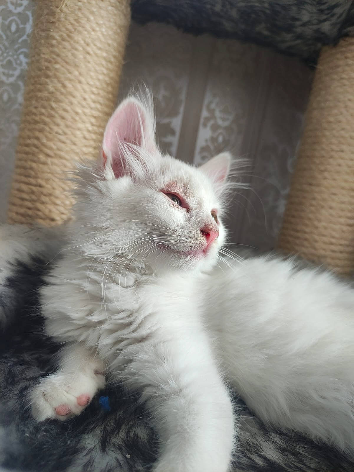 Bianca a rejoint le concours — aidez-le/la à gagner de superbes lots ! carnivore, cat, claw, comfort, domestic_short_haired_cat, felidae, foot, fur, paw, sitting, small_to_medium_sized_cats, snout, tail, terrestrial_animal, whiskers, window