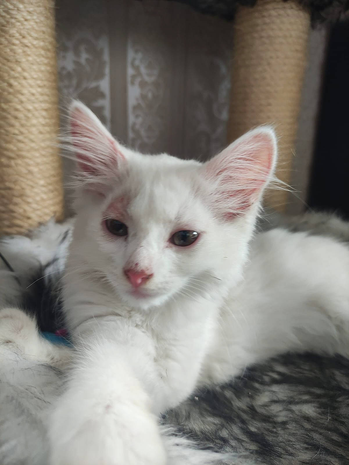 Bianca a rejoint le concours — aidez-le/la à gagner de superbes lots ! carnivore, cat, claw, domestic_short_haired_cat, fawn, felidae, fur, iris, paw, small_to_medium_sized_cats, snout, tail, terrestrial_animal, whiskers