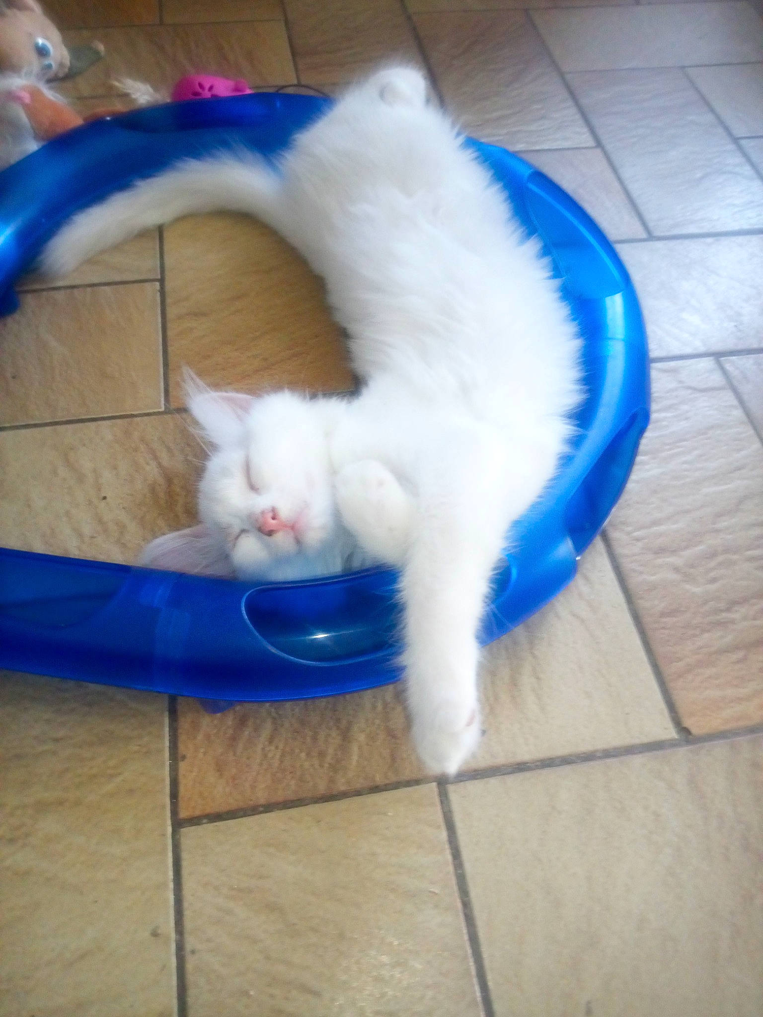 Bianca participe au concours pour gagner de l'argent avec cette photo : blue, canidae, carnivore, cat, cat_supply, claw, comfort, companion_dog, domestic_short_haired_cat, electric_blue, felidae, flooring, foot, fur, paw, pet_supply, small_to_medium_sized_cats, snout, tail, whiskers