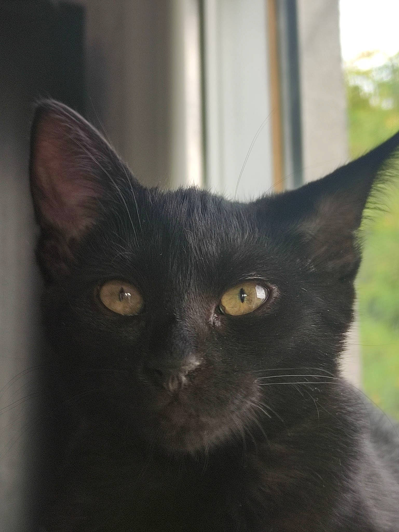 Lady a rejoint le concours — aidez-le/la à gagner de superbes lots ! black_cat, bombay, carnivore, cat, domestic_short_haired_cat, eye, felidae, fur, handwriting, head, plant, small_to_medium_sized_cats, snout, terrestrial_animal, whiskers