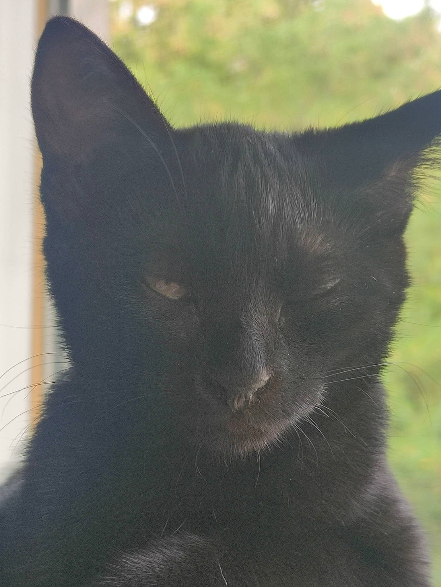 Lady a rejoint le concours — aidez-le/la à gagner de superbes lots ! black_cat, bombay, carnivore, cat, domestic_short_haired_cat, felidae, fur, grass, grey, mammal, plant, small_to_medium_sized_cats, snout, tail, terrestrial_animal, tree, vertebrate, whiskers